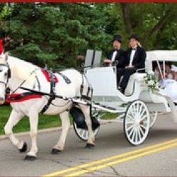 Buggies and Things Horse Drawn Carriage Service