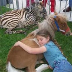 Giddy Up Ranch ~ Petting Zoo, Camel & Pony Rides