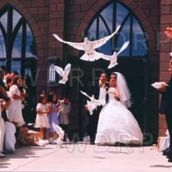 The Heavenly Wings White Dove Release